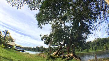 Uma árvore grande à beira de um lago, com um barco atracado por perto.