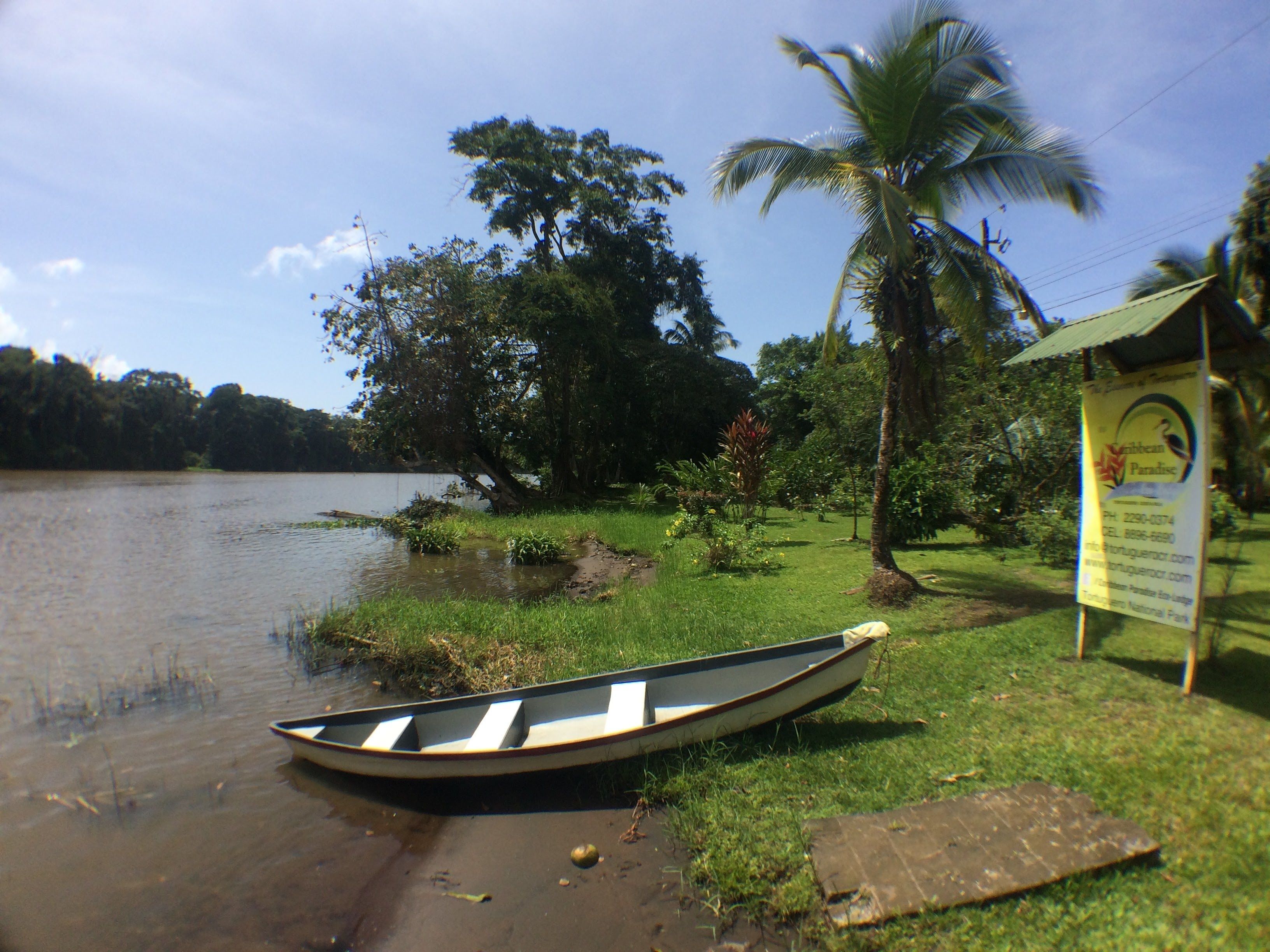 A small boat on a calm riverbank with lush greenery and a palm tree in the background.