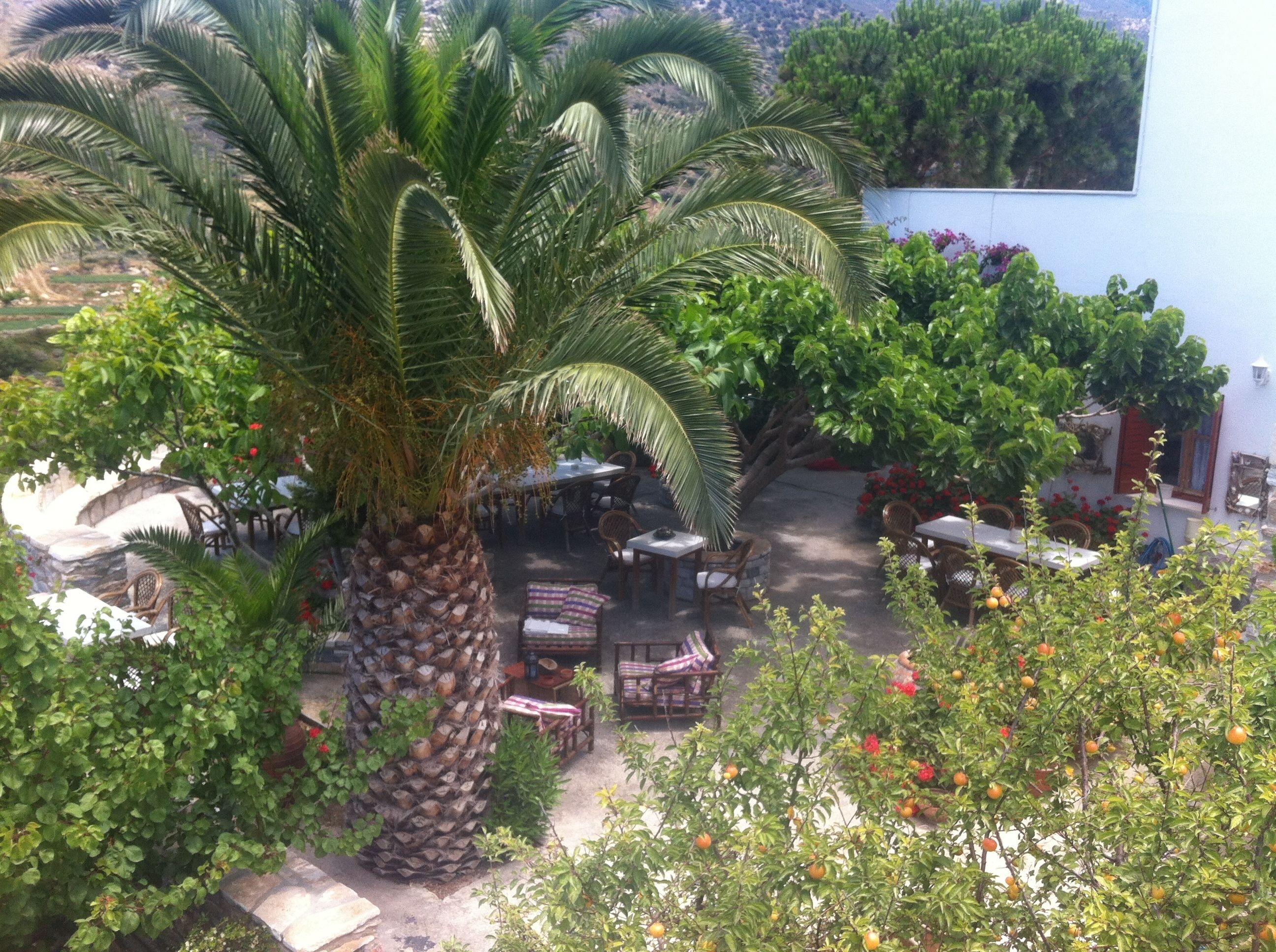 A courtyard with a palm tree, outdoor seating, and a building with a blue wall.