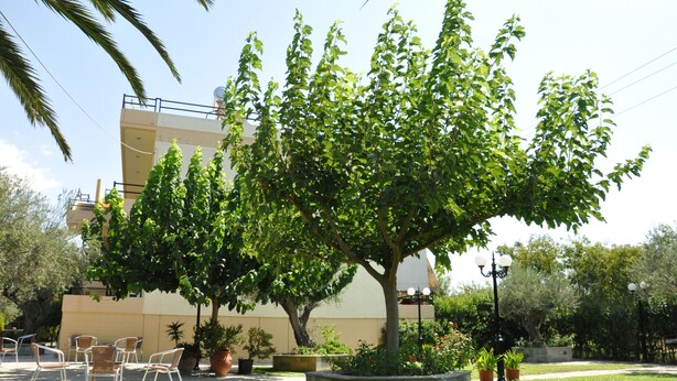 Une cour avec un grand arbre, des sièges en plein air et un bâtiment en arrière-plan.