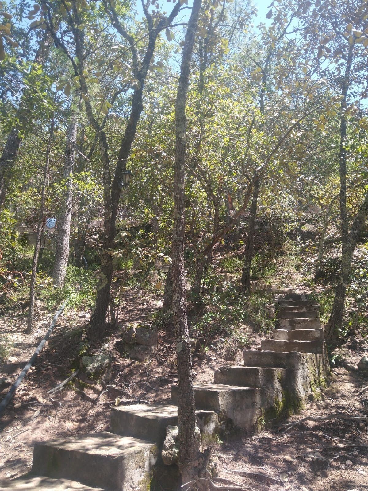Un área boscosa con escalones de piedra que suben una colina.