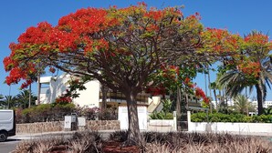 Un arbre aux fleurs rouges se dresse devant un bâtiment doté d’un mur en pierre, et un fourgon blanc est garé à proximité.