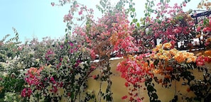 Jardín
