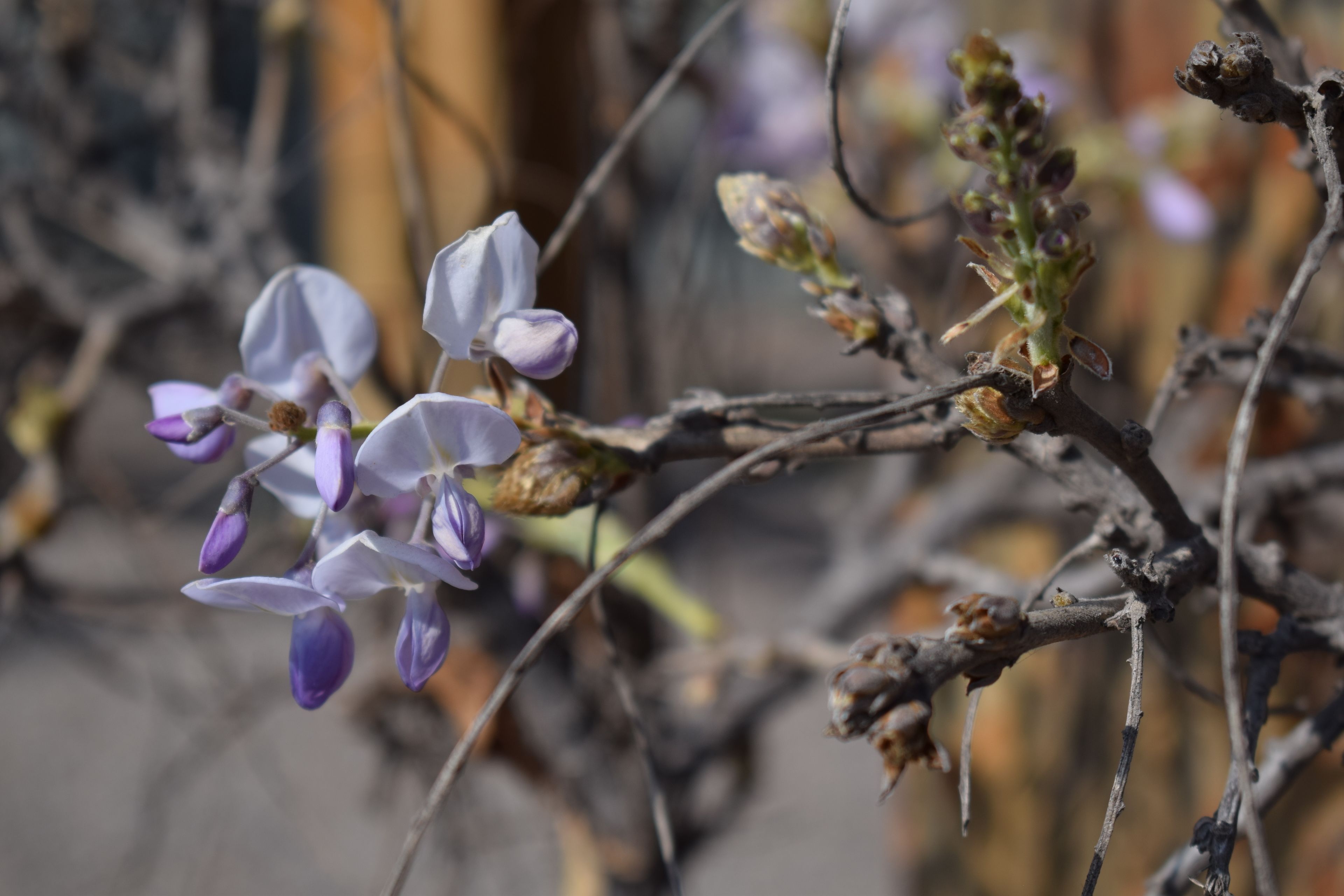 Photo - Apart Hotel Y Cabanas Vegasur