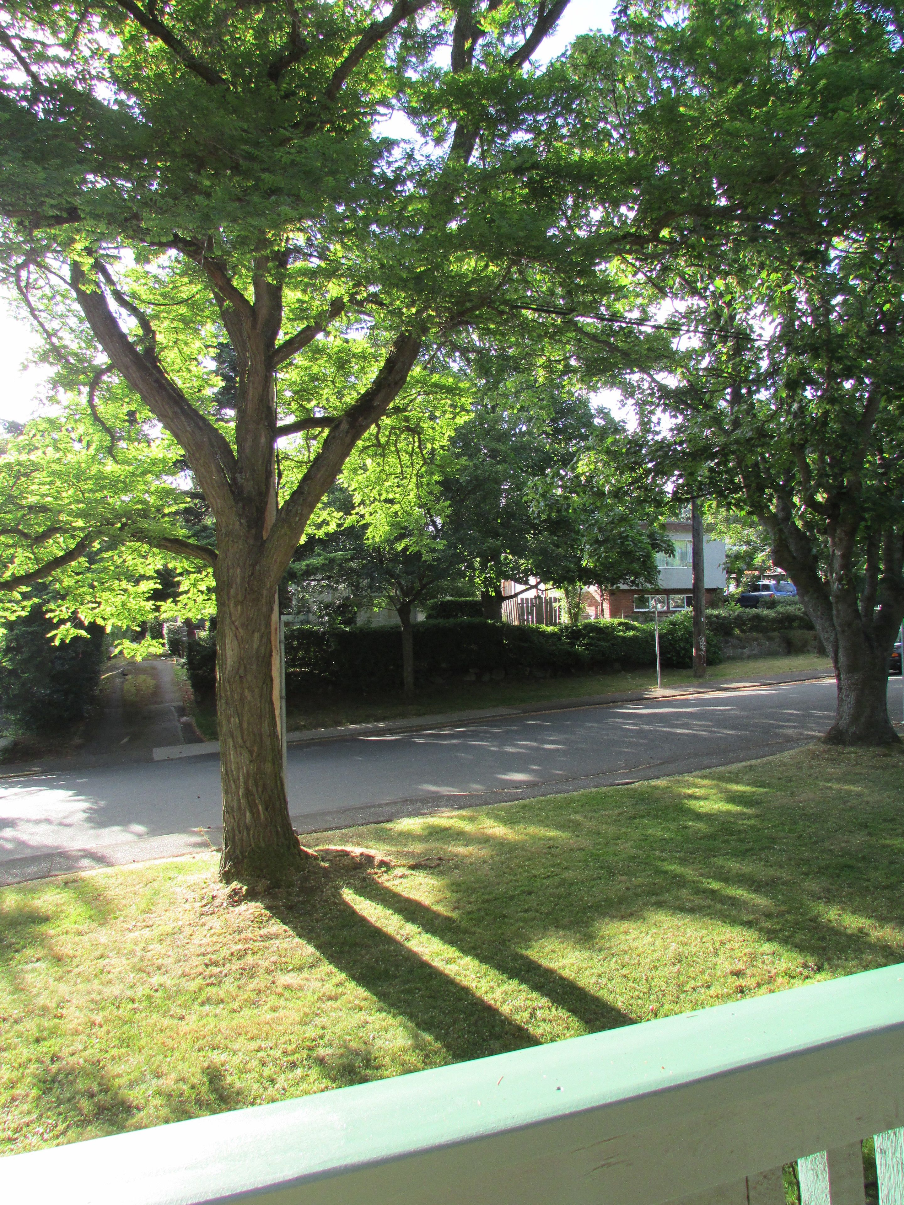A tree-lined street with a grassy area and a sidewalk.