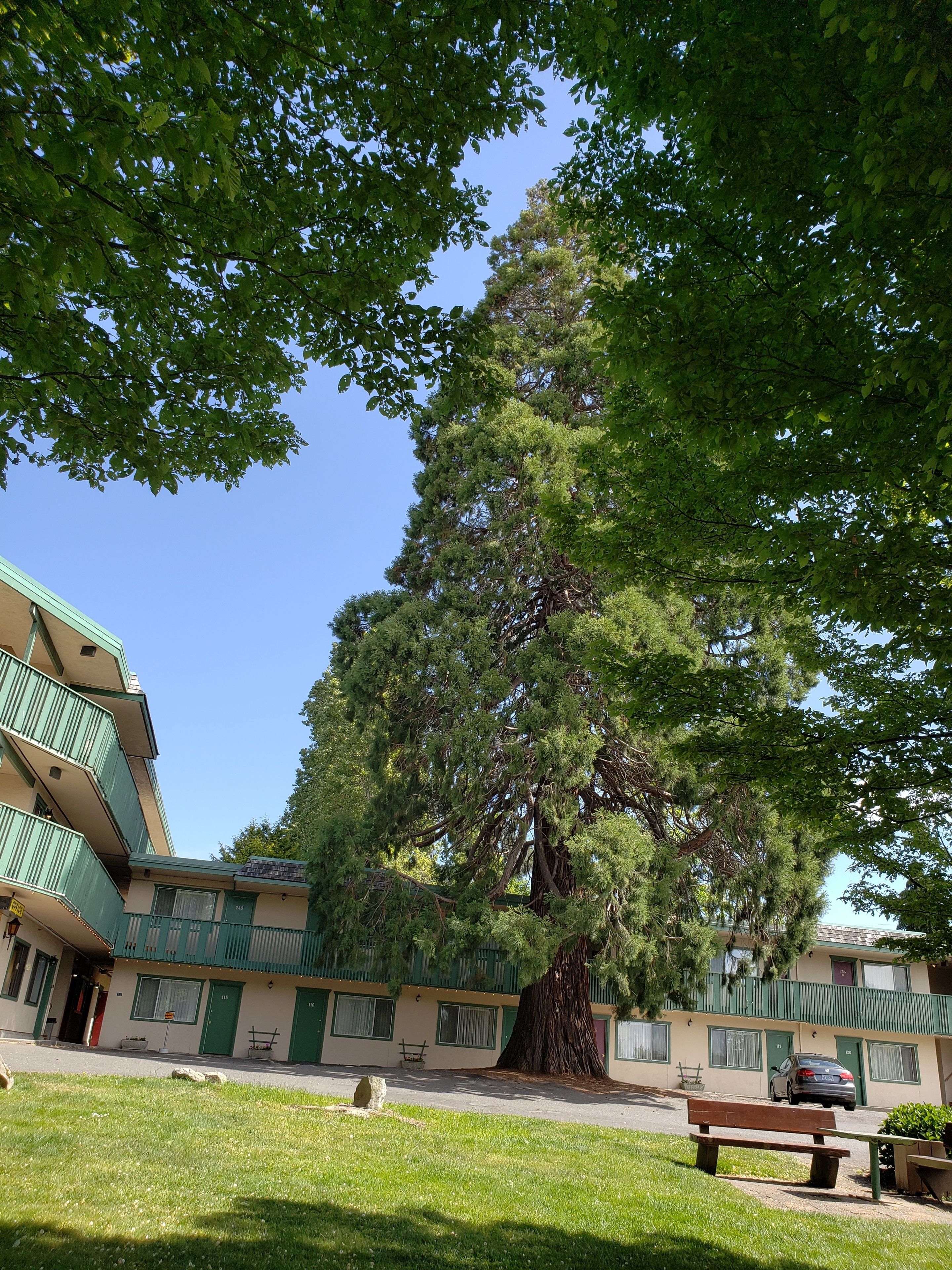 Un edificio con un gran árbol en primer plano, un banco y un coche aparcado cerca.