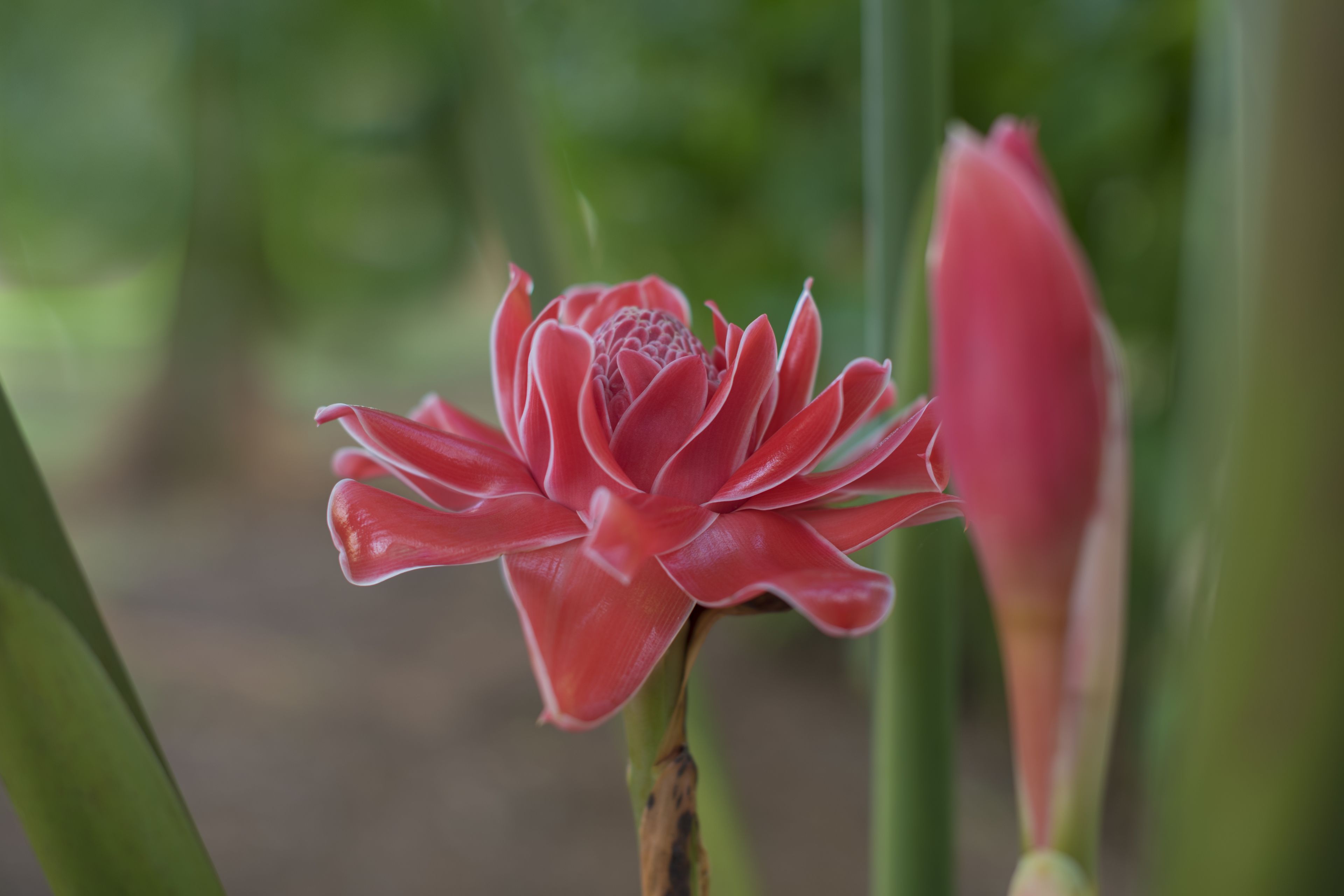 Un gros plan d’une fleur rouge à pétales multiples, entourée de feuillage vert.