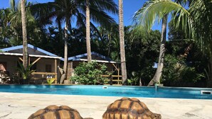 Zona de piscina amb dues tortugues al marge, envoltada de palmeres i un edifici amb teulada enrajolada.