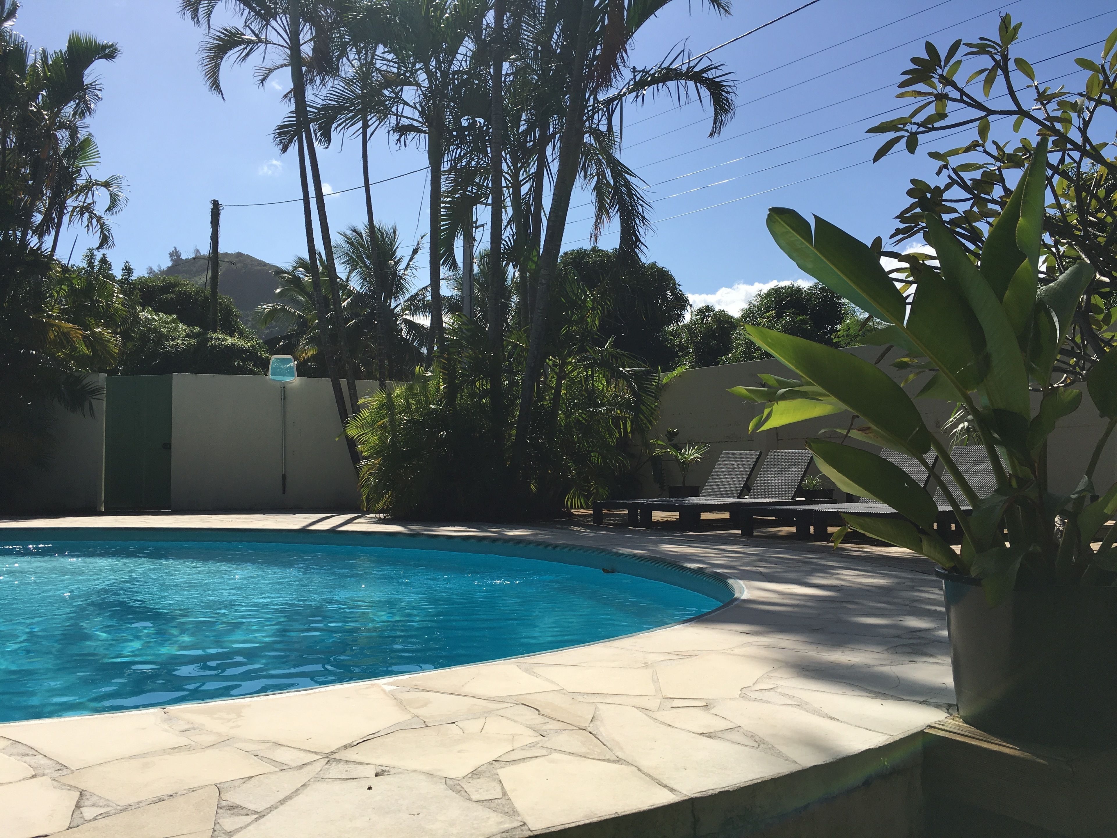 A swimming pool with a tiled edge, surrounded by palm trees and lounge chairs.