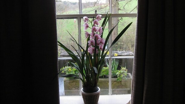 Ein Topf mit einer Orchidee auf einem Fensterbrett, Blick auf einen Garten und einen Baum.