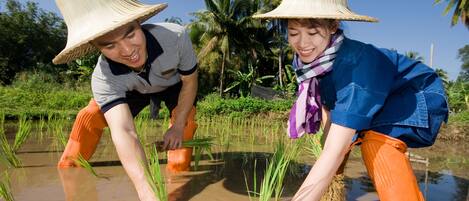 Dos personas cultivando arroz en un campo inundado, con cielo despejado y palmeras al fondo.