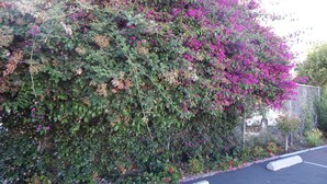 A dense shrubbery with purple flowers and green leaves, a chain-link fence, and a concrete barrier in a parking lot. - Bay Bridge Inn (Oakland)