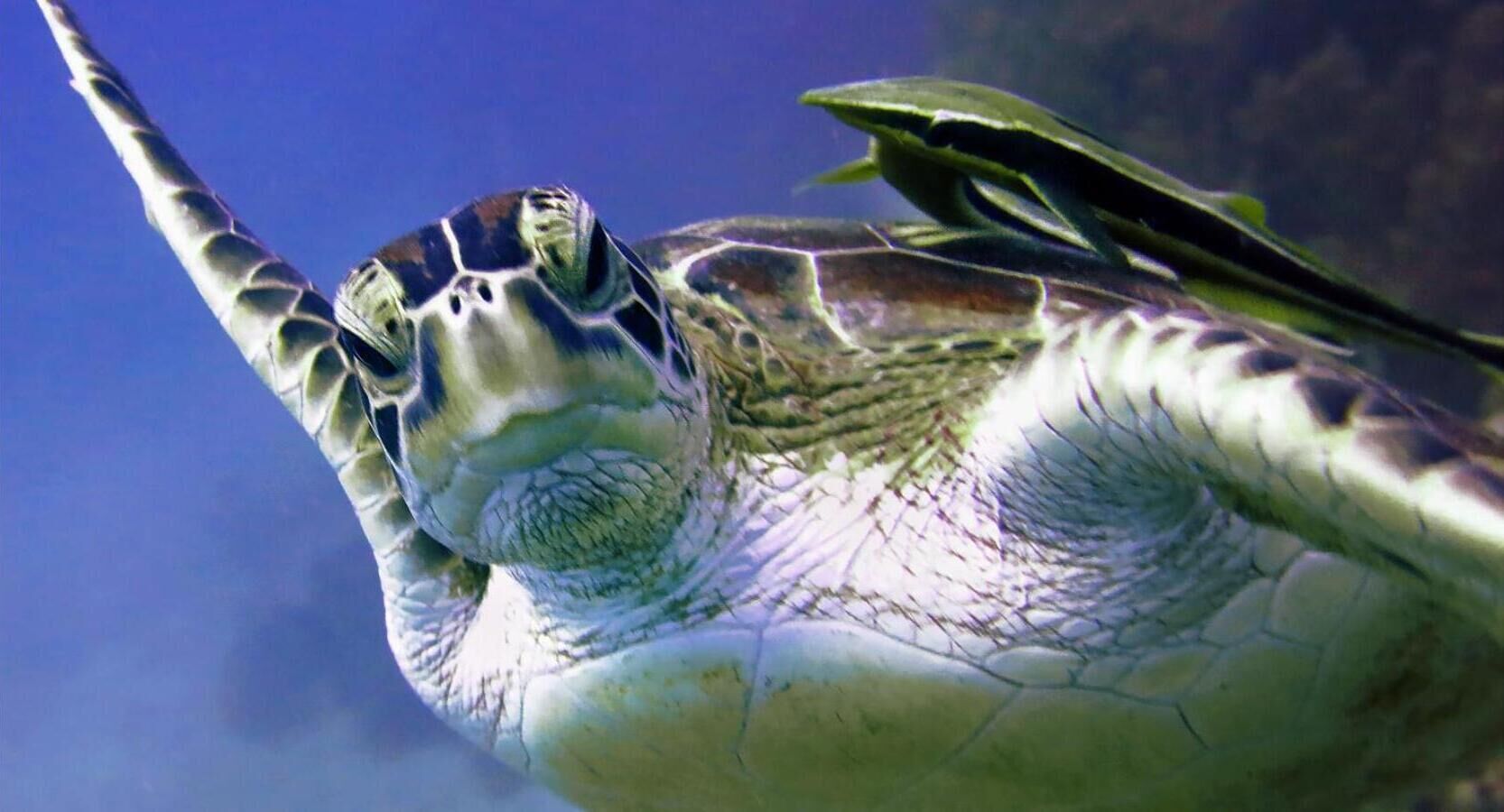 A sea turtle swimming underwater.