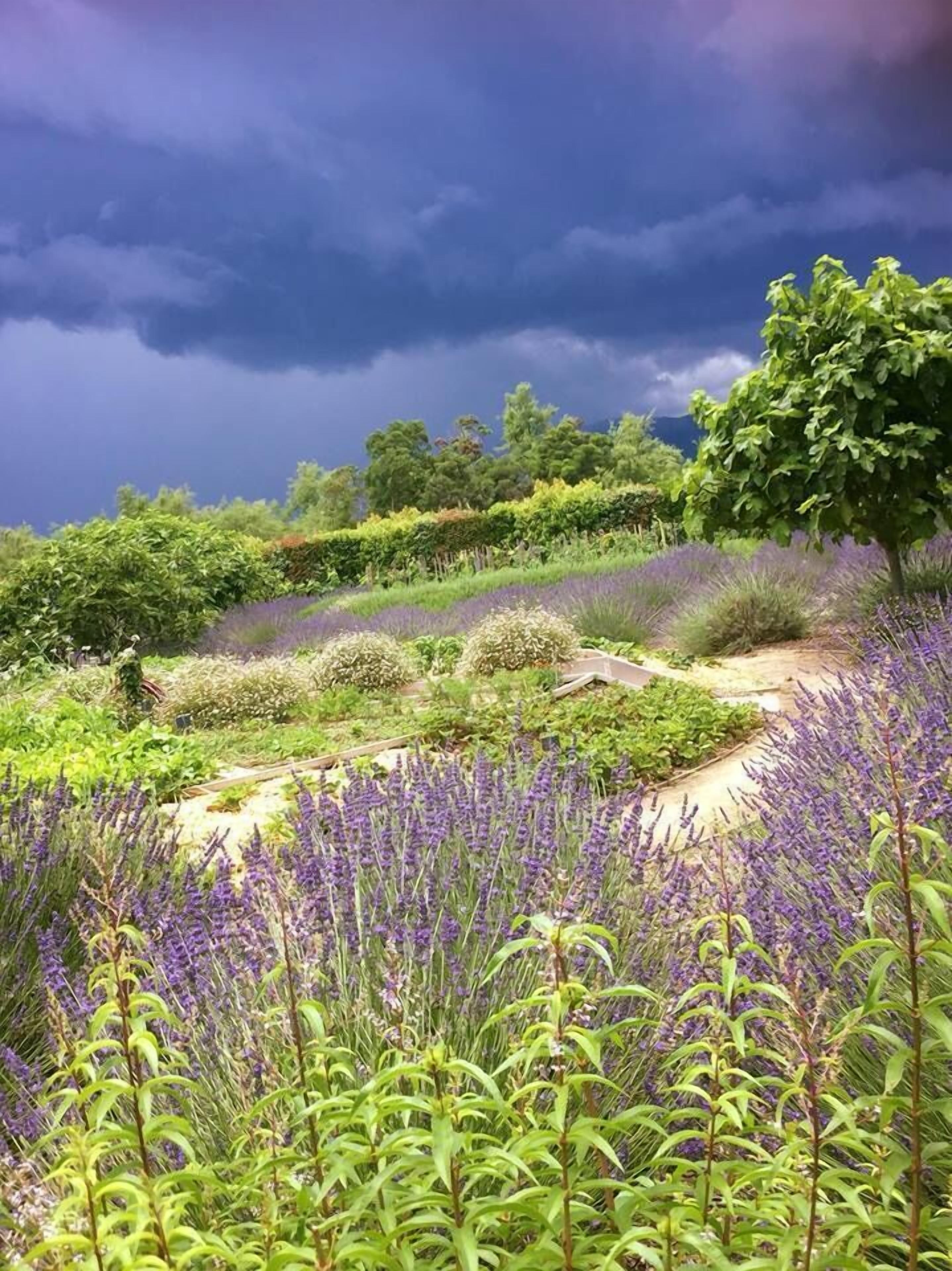 Vineyard