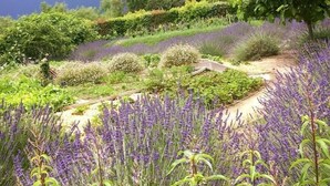 Un jardín con campos de lavanda, diversos arbustos y árboles al fondo, bajo un cielo nublado.