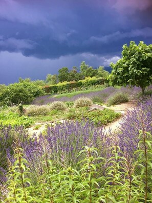 Vineyard - Grand Hôtel de Cala Rossa (Lecci)