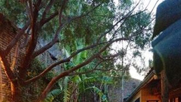A pathway leading to a building surrounded by lush greenery and trees. - Colonia Suite Apartments (Colonia del Sacramento)