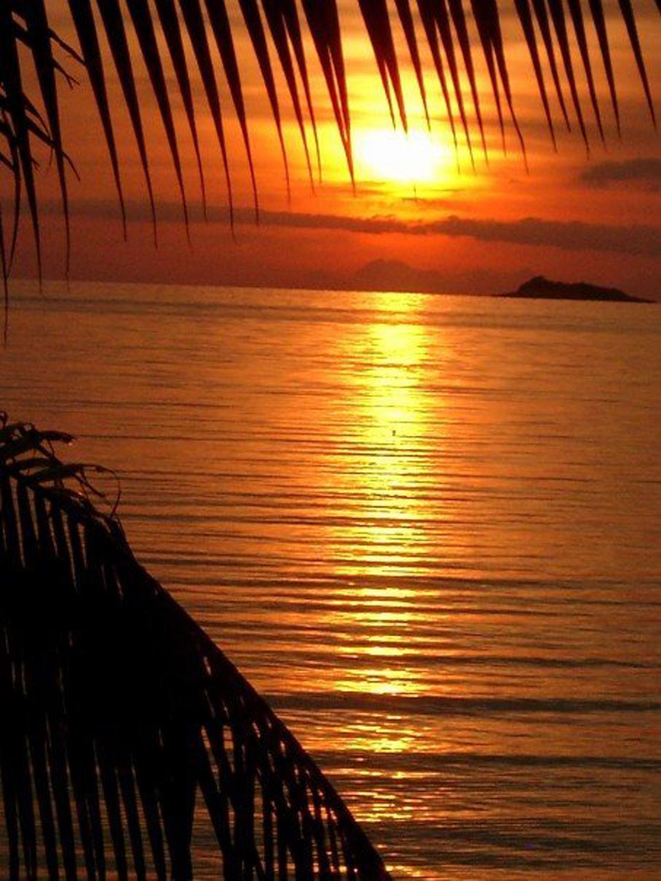A sunset over a body of water with a silhouette of a palm tree in the foreground.