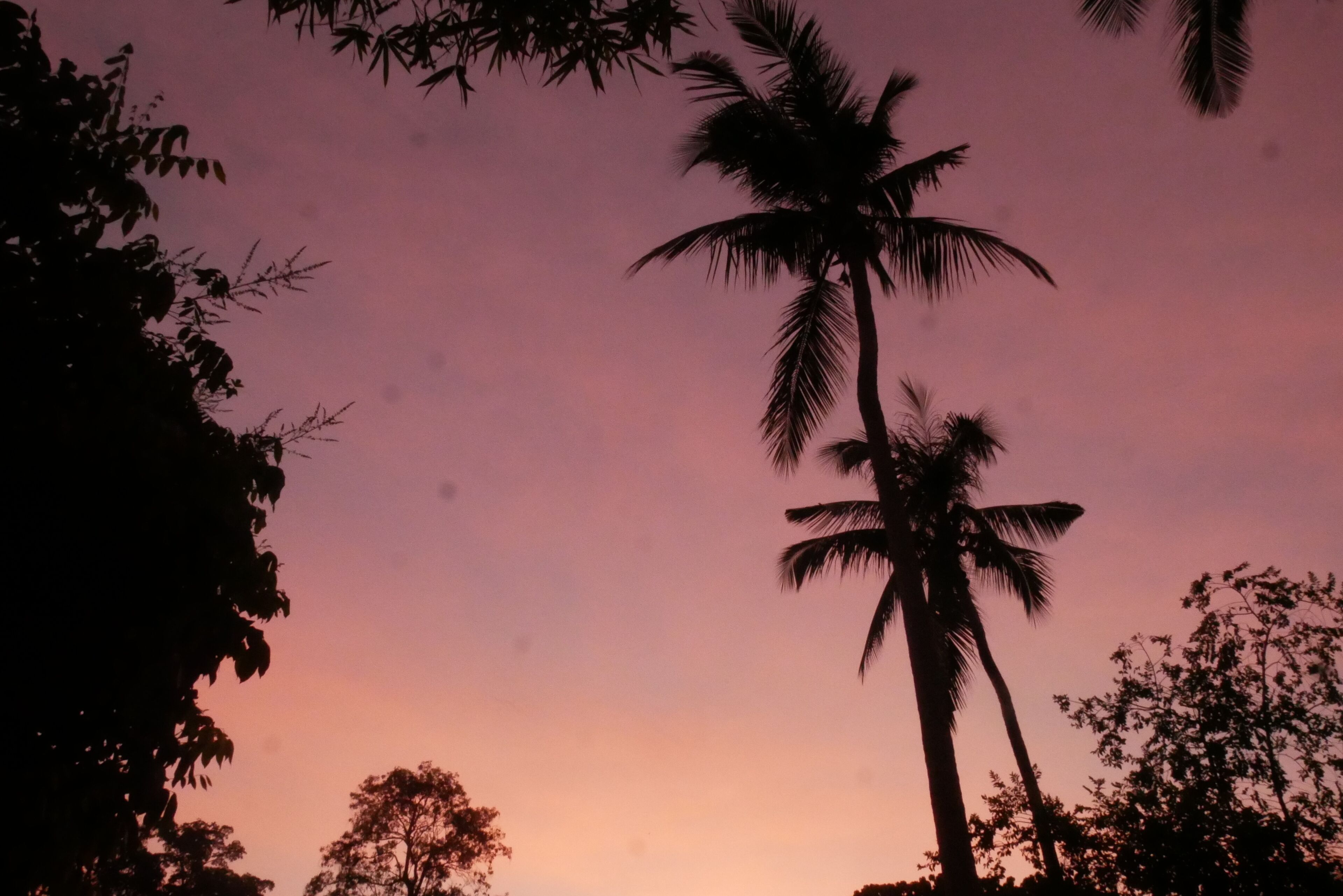 A silhouette of a palm tree against a pink sky.
