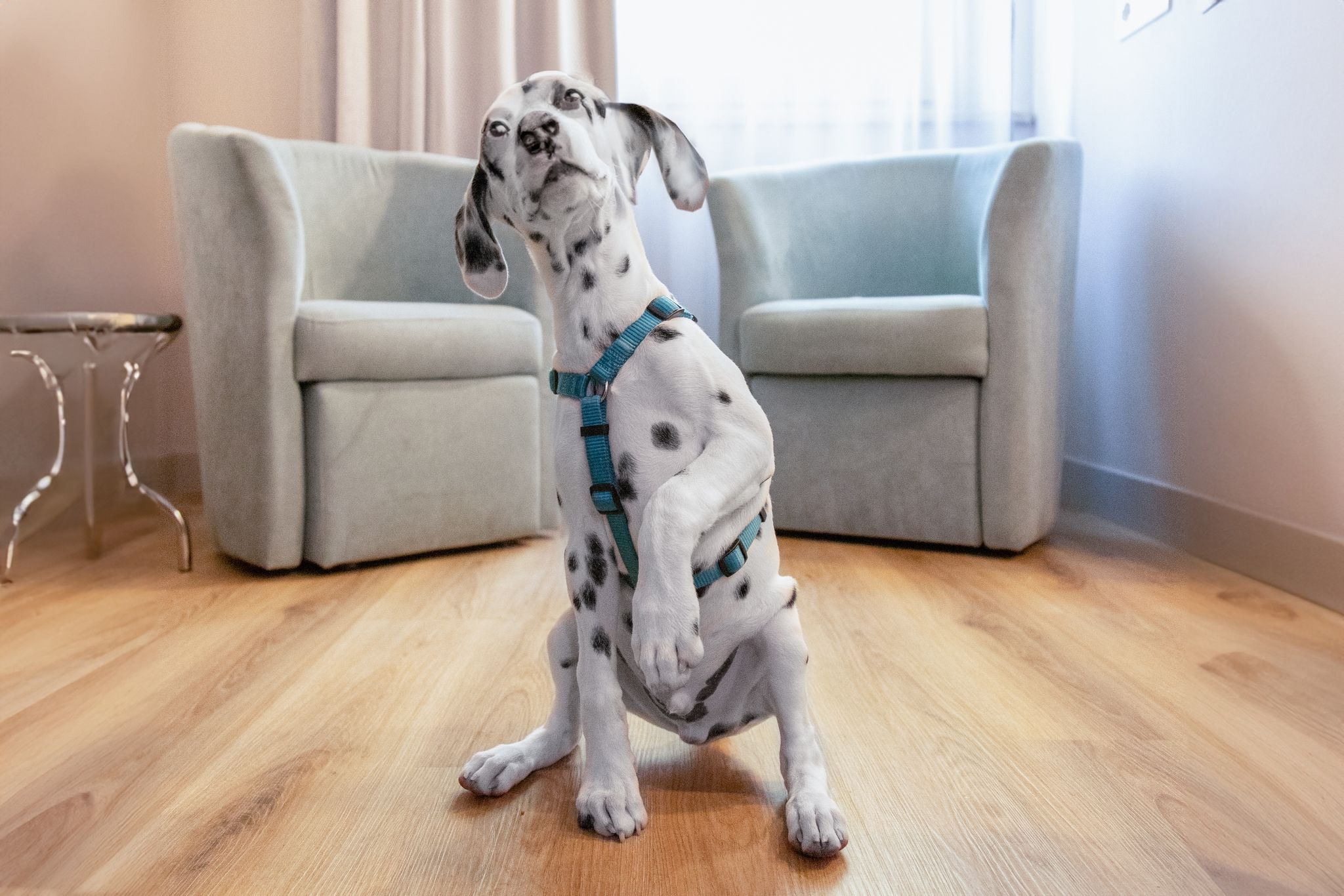 Un perro dálmata de pie sobre un piso de madera en una habitación con un sofá gris y una mesa de metal.