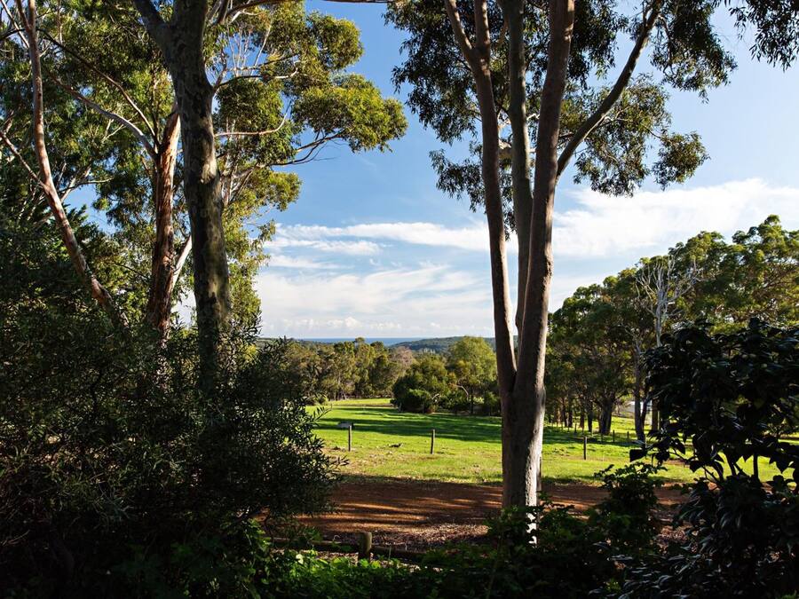 Un parque con árboles altos, un campo cubierto de césped y un cielo despejado.
