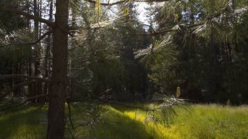 A forested area with tall trees and sunlight filtering through.