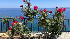 A garden with red roses and a view of the sea.