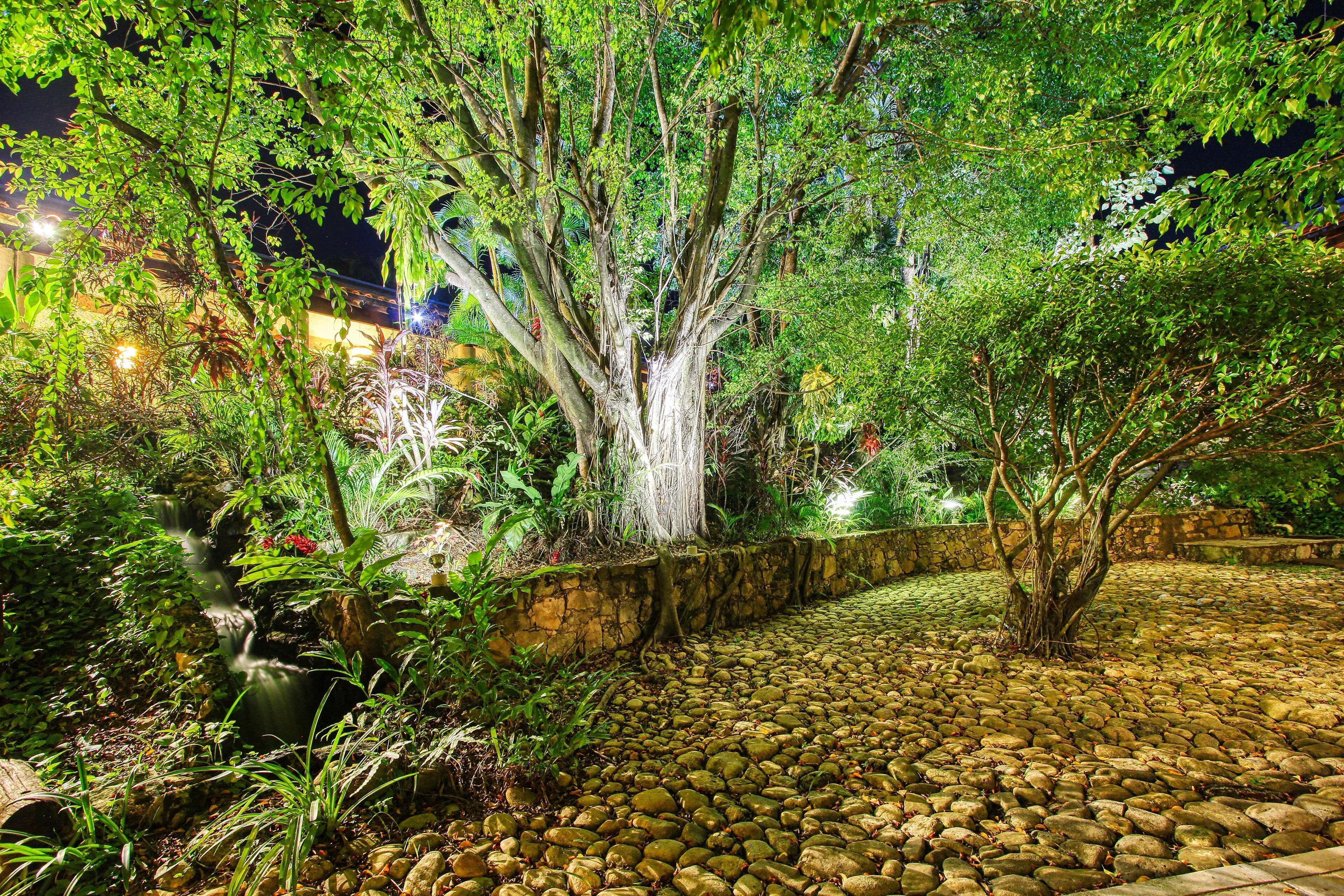 A nighttime garden with a stone pathway, lush greenery, and a large tree with a white trunk.