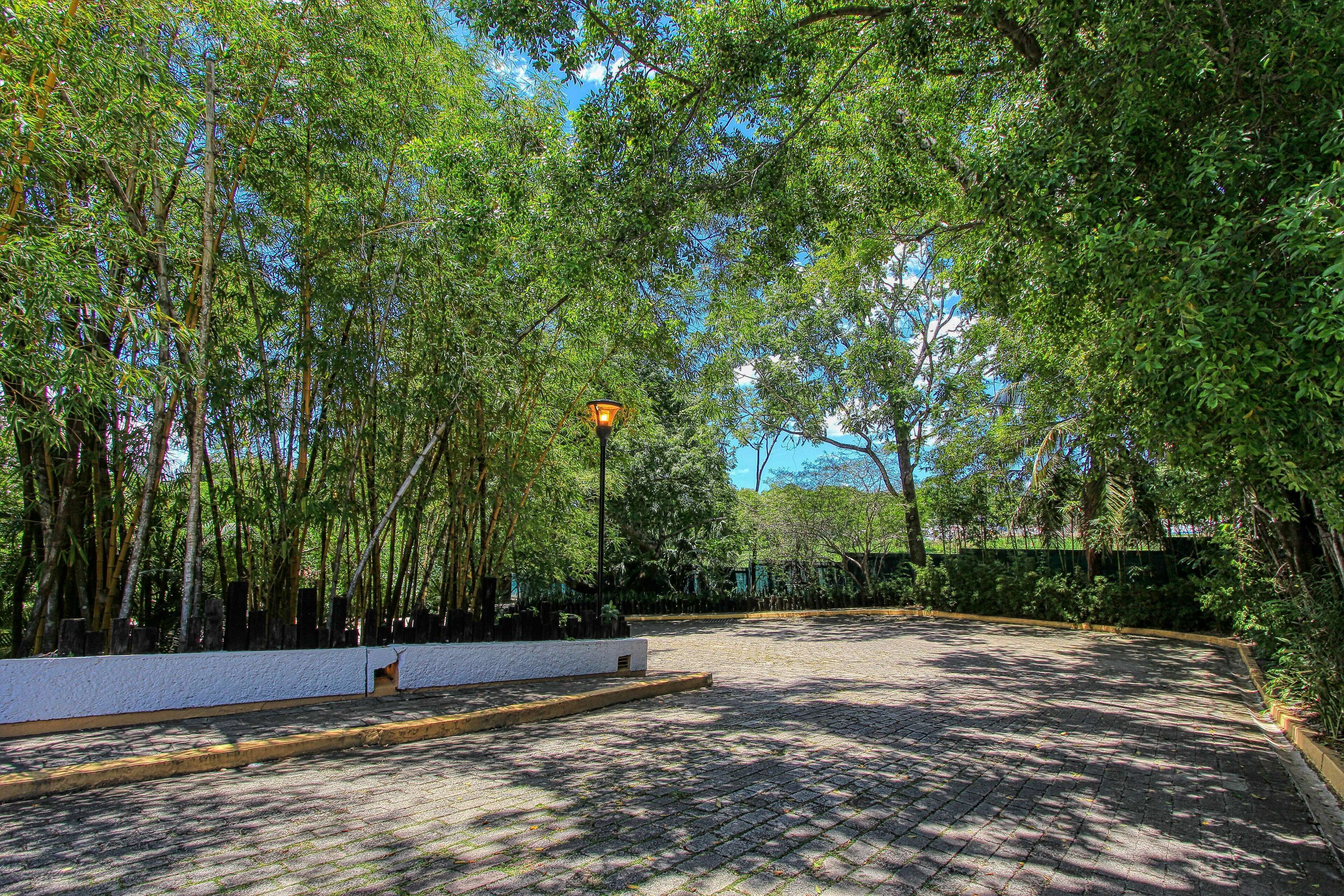 A paved courtyard with a lamp post, surrounded by dense bamboo trees.