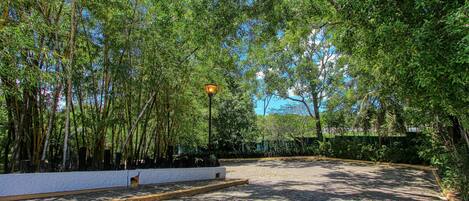 A paved courtyard with a lamp post, surrounded by dense bamboo trees.