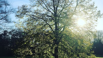 A tree with sunlight filtering through its leaves.