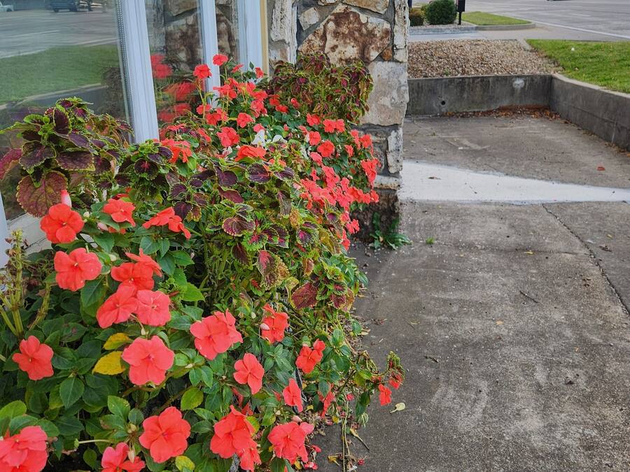 Un bâtiment en pierre avec un bac en béton rempli de fleurs rouges.