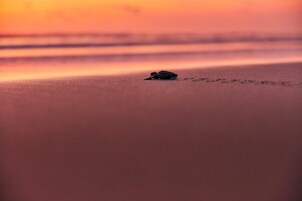 ビーチ / オーシャン ビュー