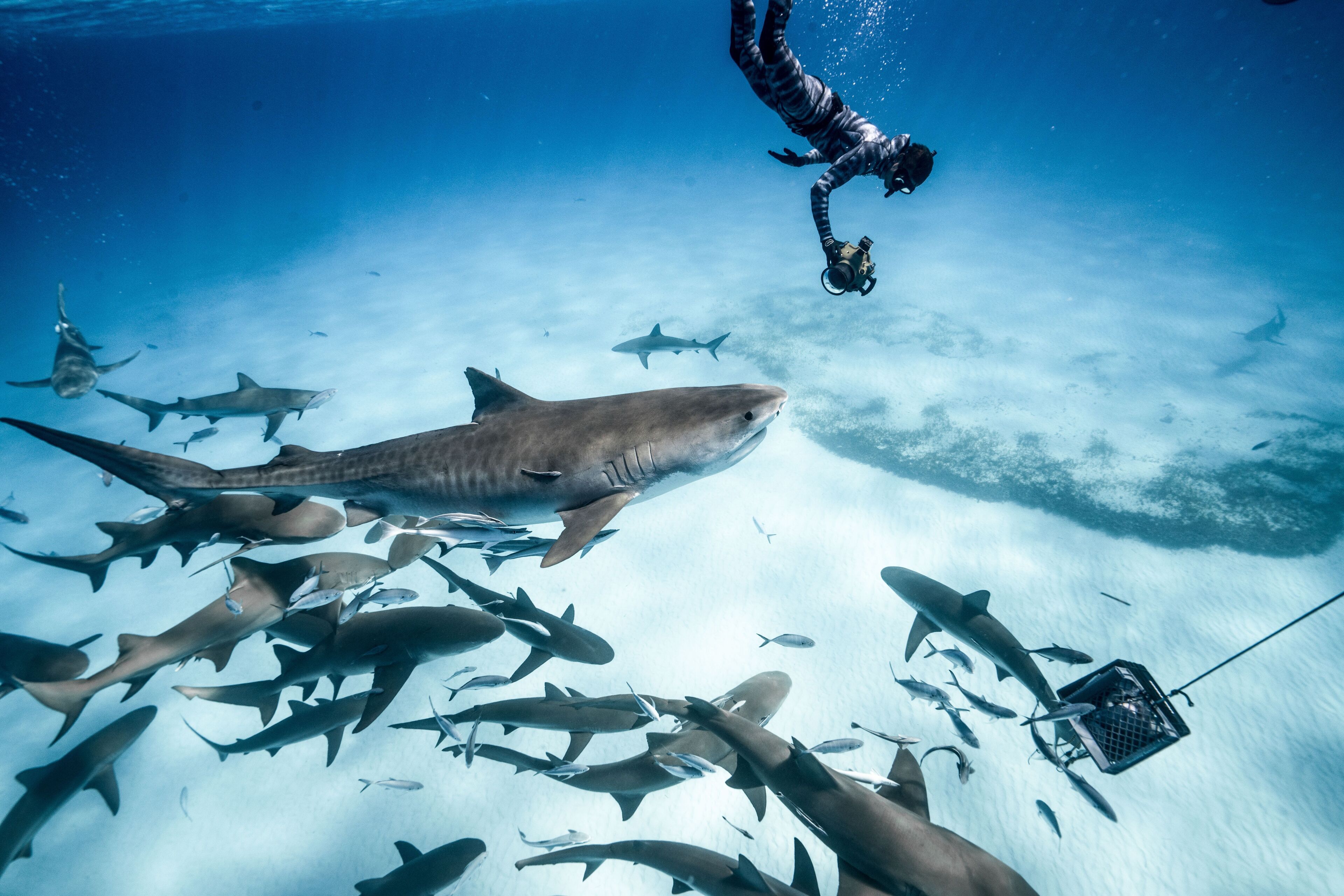 A diver swimming with a group of sharks, including a large bull shark, in clear blue water.
