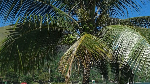 Unclassified image, 1 of 35, button - Pousada Arcobaleno (Angra dos Reis)