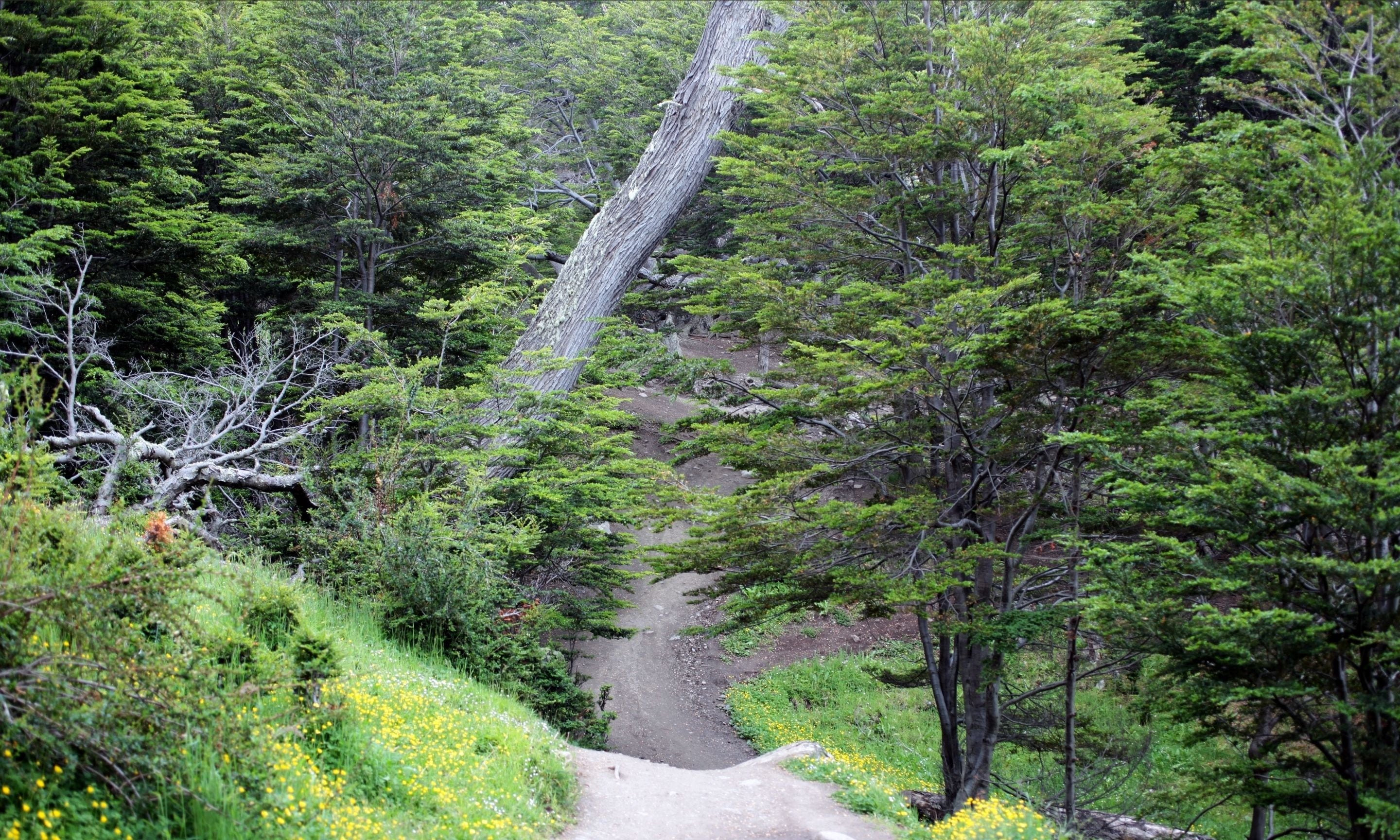 A forested hiking trail with a fallen tree in the center.