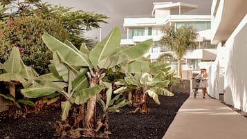 A modern building with a paved walkway, large banana plants, and a palm tree.
