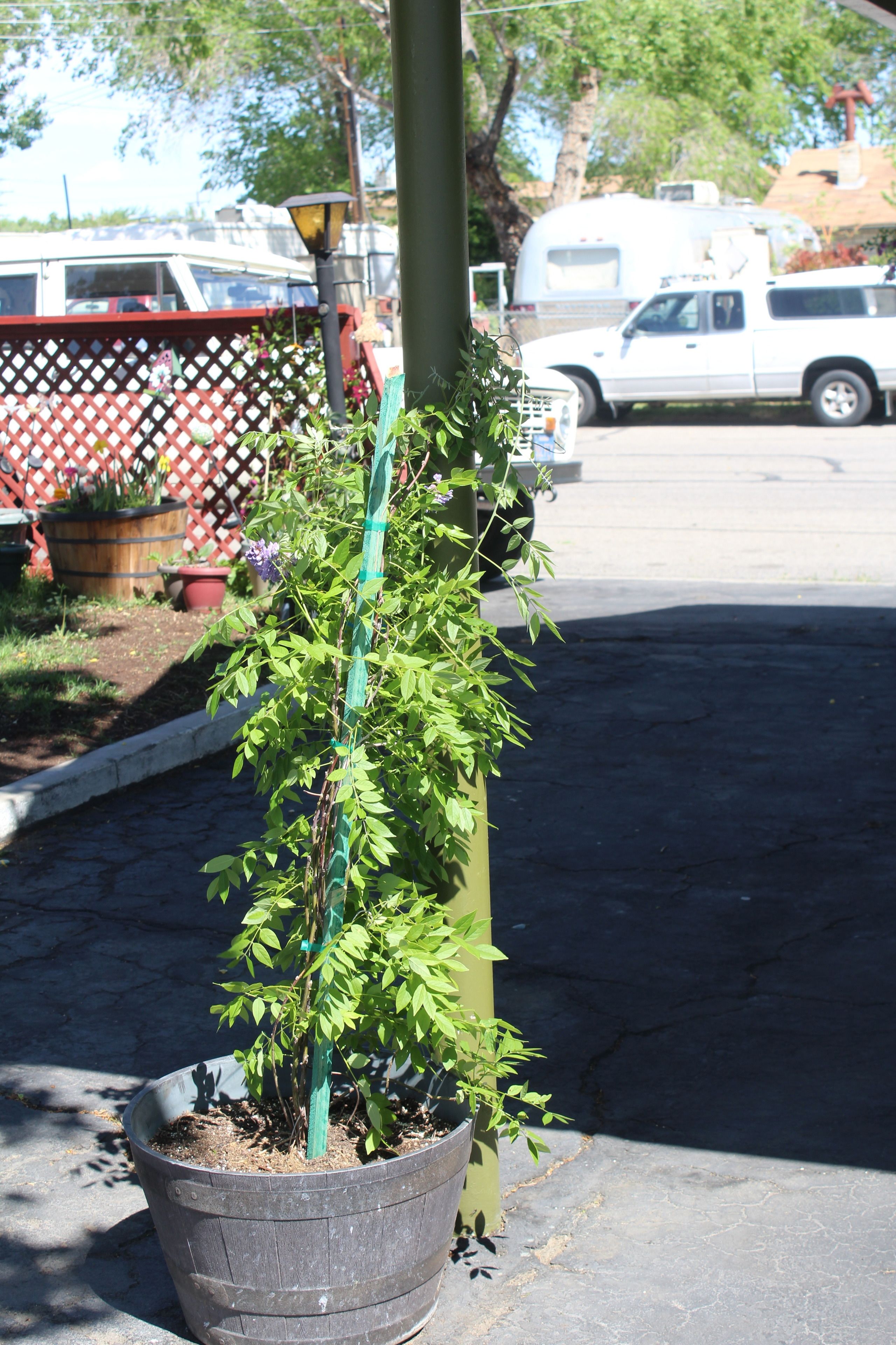 A potted plant with a green stake, a red lattice fence, and a white vehicle in the background.