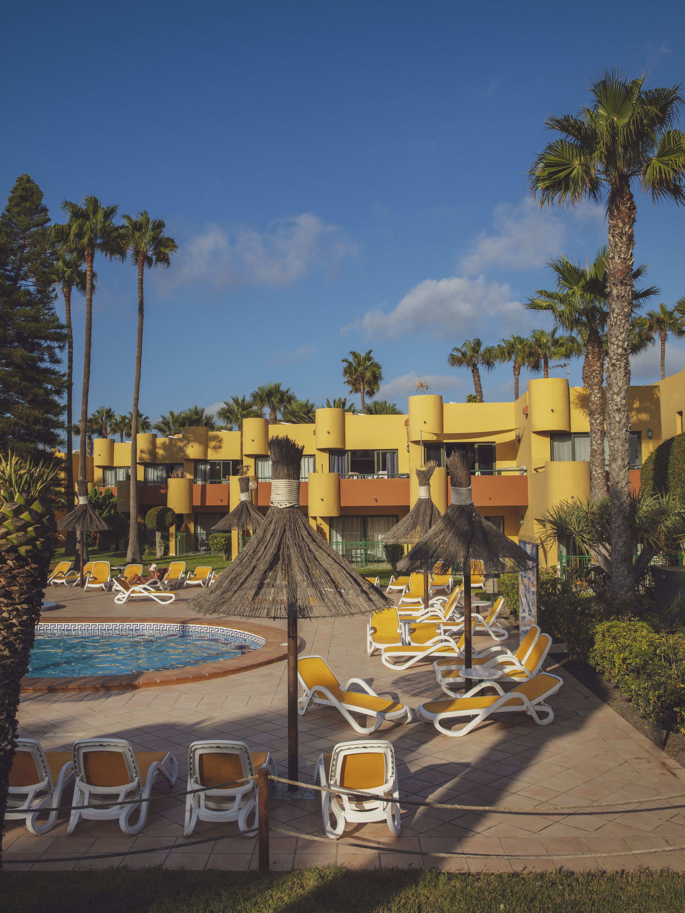A poolside area with lounge chairs and a palm tree.