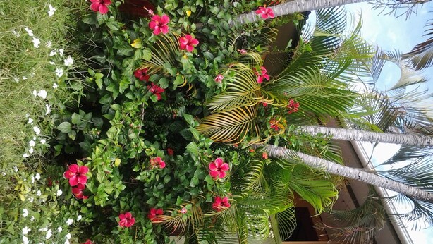 Exterior - Cabinas Madeleine (Puntarenas)