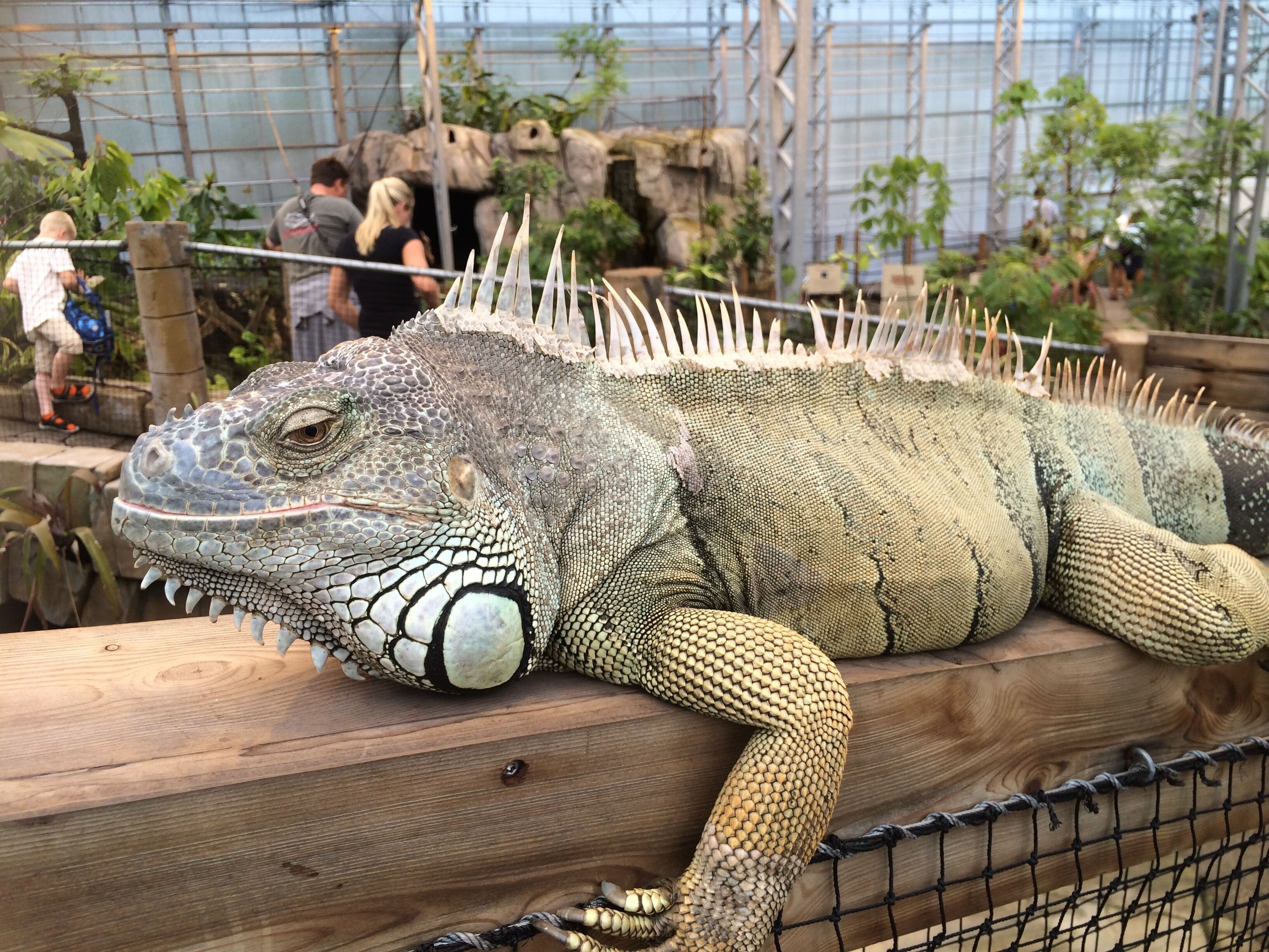 Un grand iguane dans un enclos de zoo, avec une barrière en bois et un décor rocheux en arrière-plan.