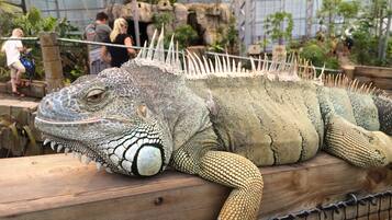 Un grand iguane dans un enclos de zoo, avec une barrière en bois et un décor rocheux en arrière-plan.