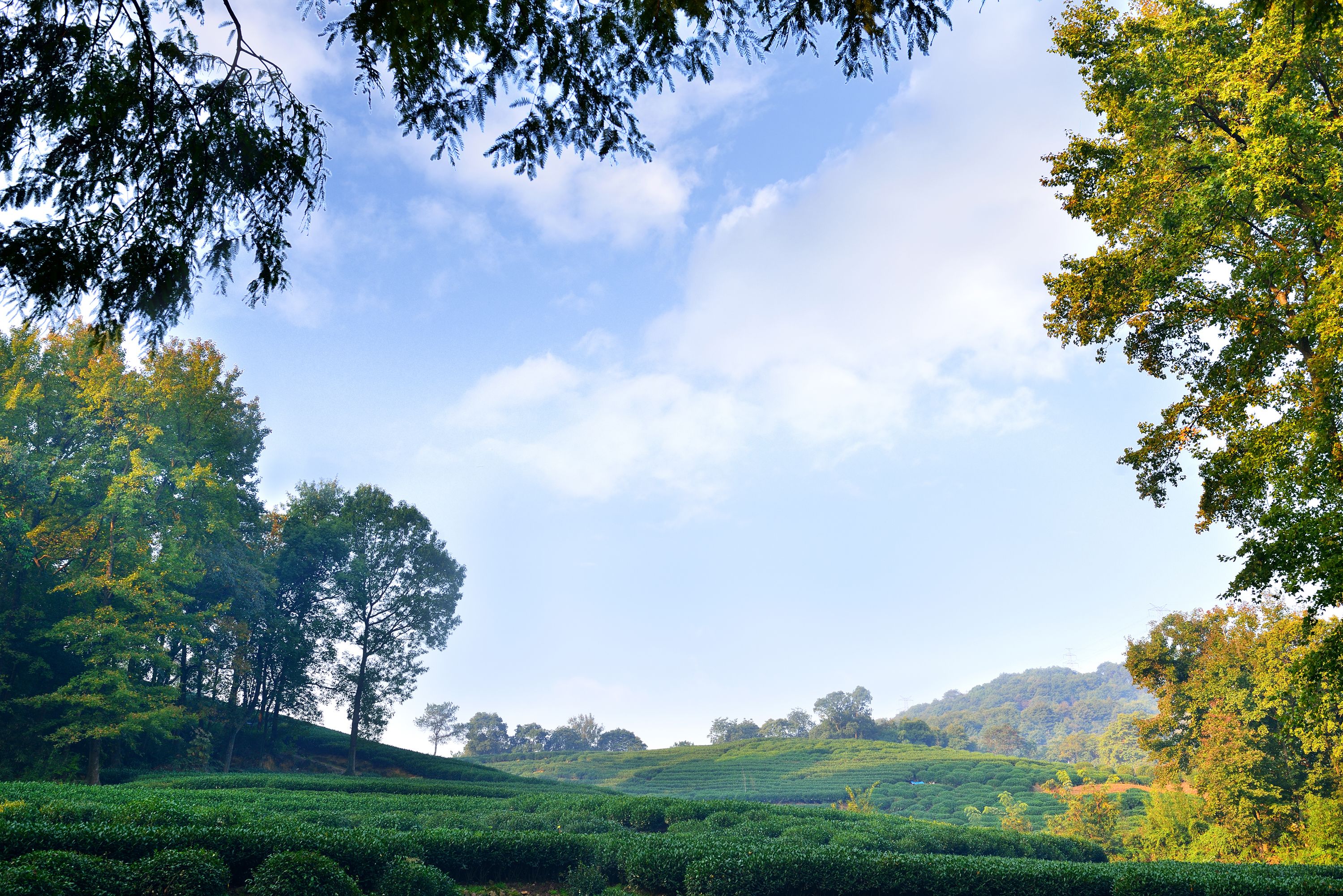 creek suite | mountain view