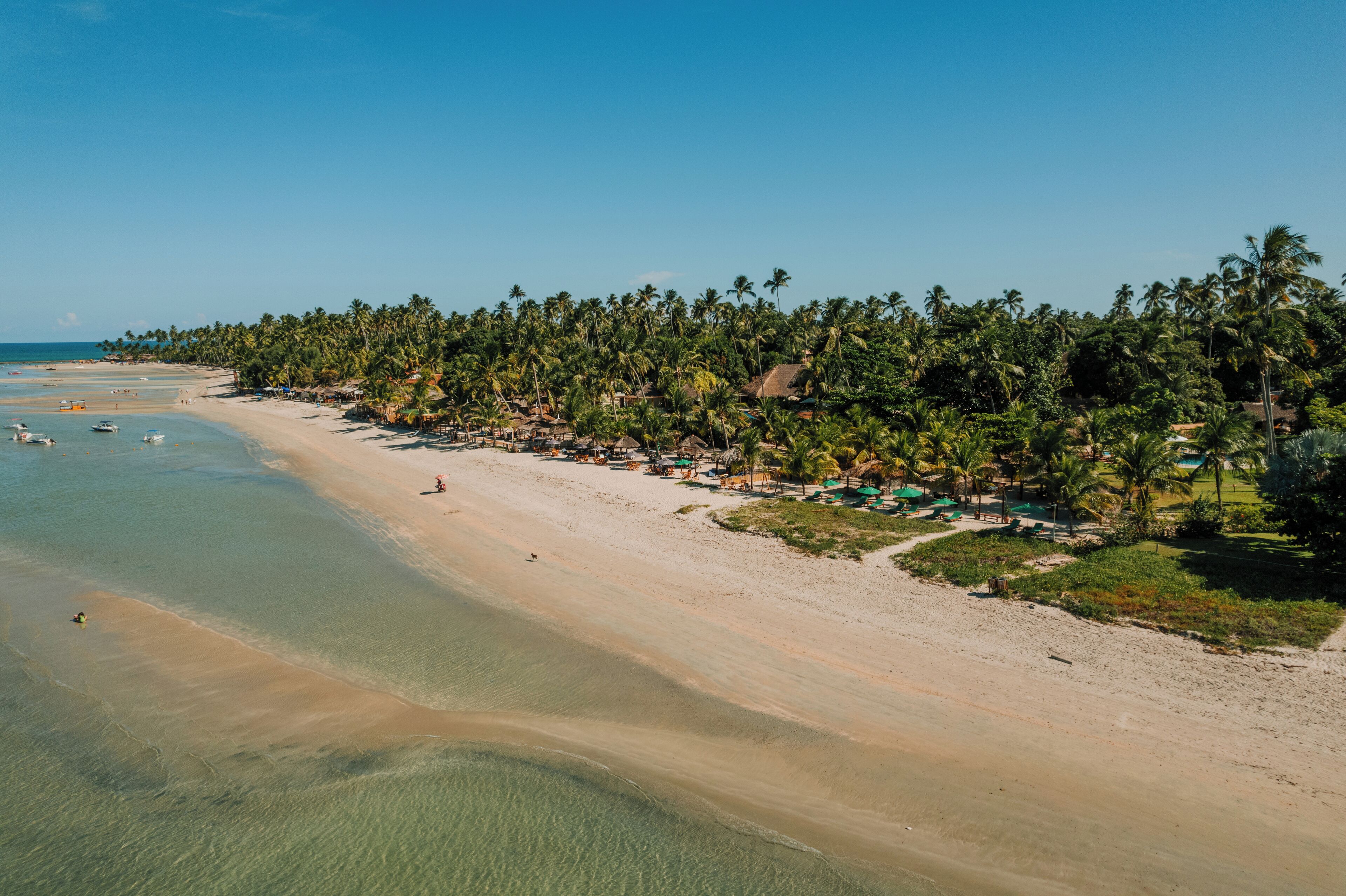 Una playa con aguas turquesas cristalinas, una orilla arenosa y una hilera de palmeras.