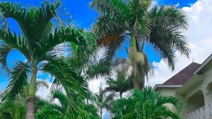 Garden view - Coral Seas Beach Resort (Negril)