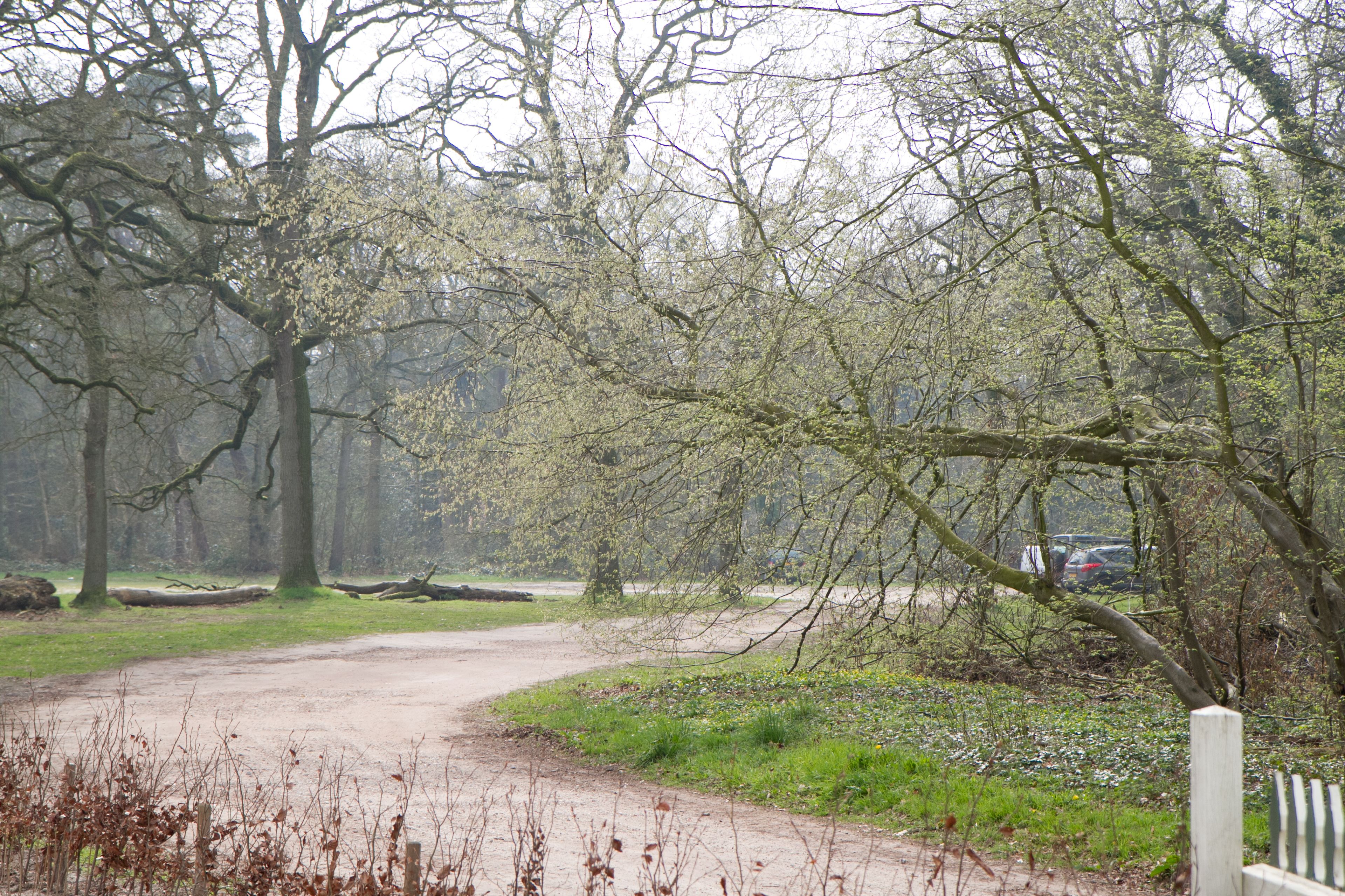 A dirt path winding through a park with trees and a bench.