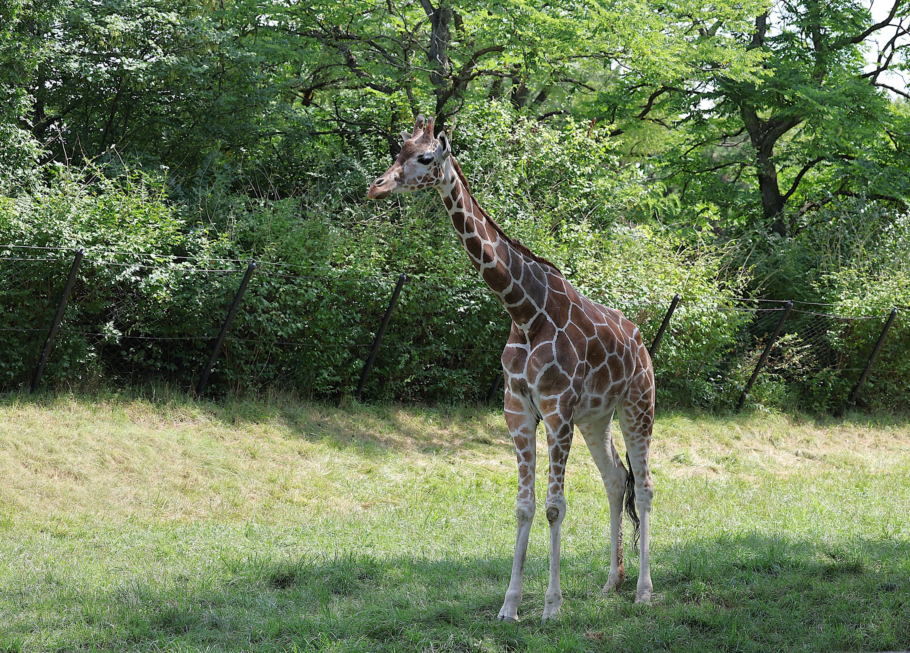 Foto - Hotel Alexander am Zoo