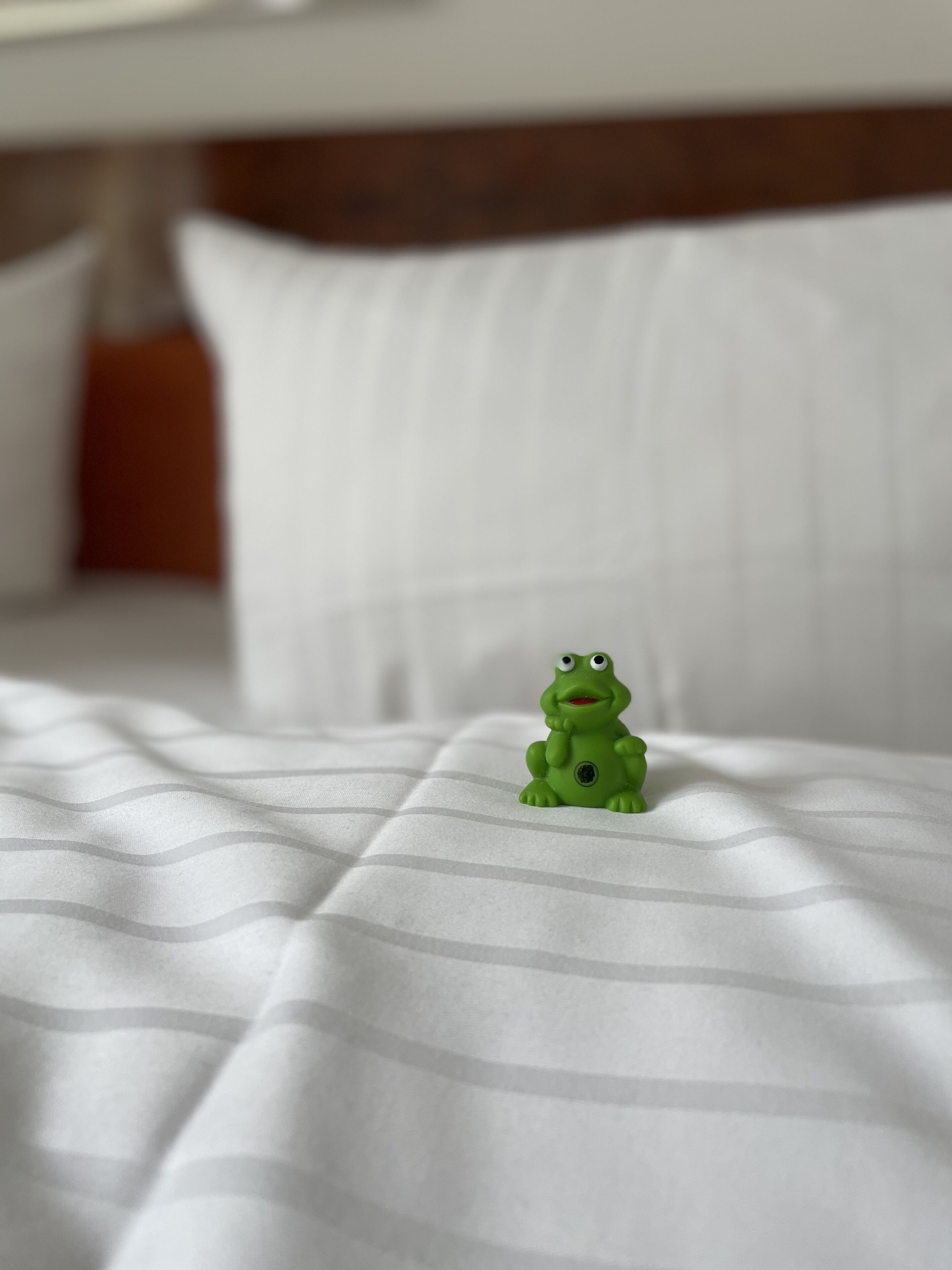 Foto - Alexander am Zoo