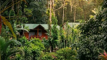 Una edificación rústica rodeada de densa vegetación tropical.