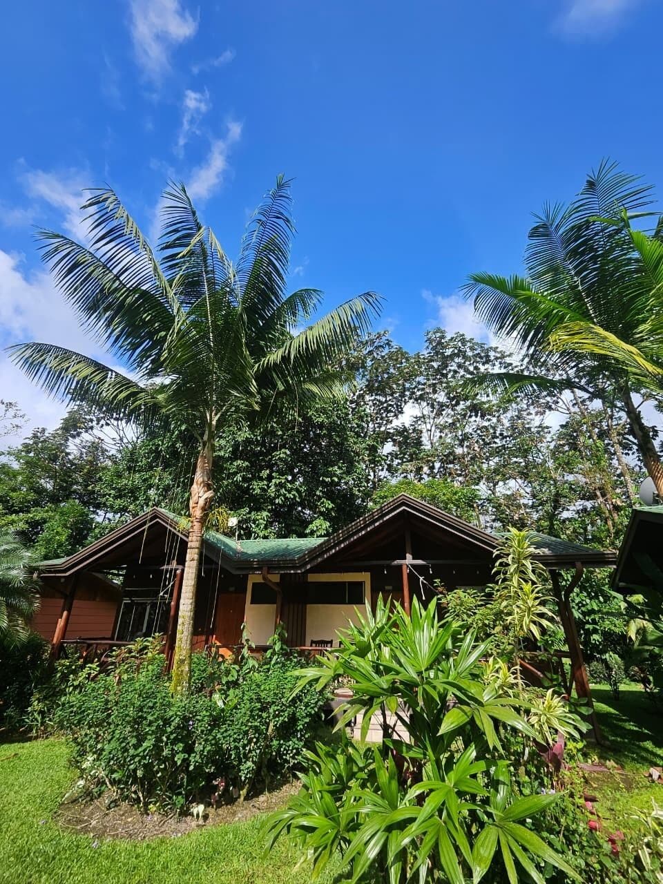 A bungalow with a thatched roof, surrounded by lush greenery and palm trees.